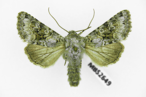 Broad-barred White, photo 5 of 10