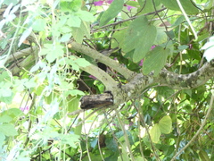 Euneornis campestris