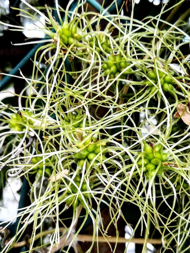 Clematis vitalba