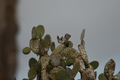 Mimus parvulus barringtoni