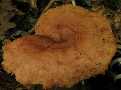 Lactarius peckii
