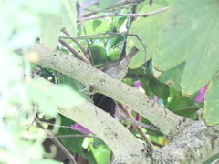 Euneornis campestris