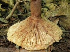 Lactarius peckii