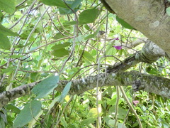 Euneornis campestris