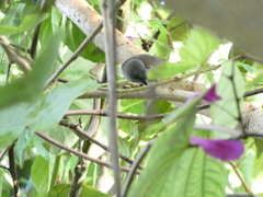 Euneornis campestris