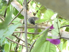 Euneornis campestris