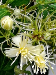 Clematis vitalba