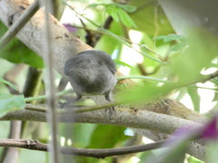 Euneornis campestris