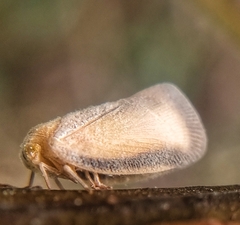 Taparella amata
