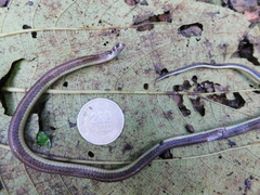 Tantilla melanocephala