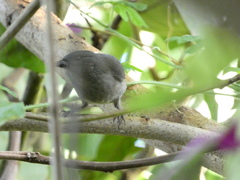 Euneornis campestris