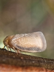 Taparella amata