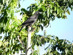 Corvus jamaicensis