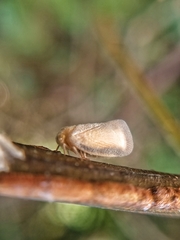 Taparella amata