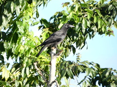 Corvus jamaicensis