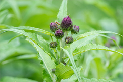 Cirsium helenioides