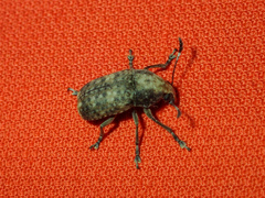 Phloeobius alternans
