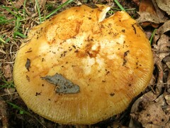 Russula grata