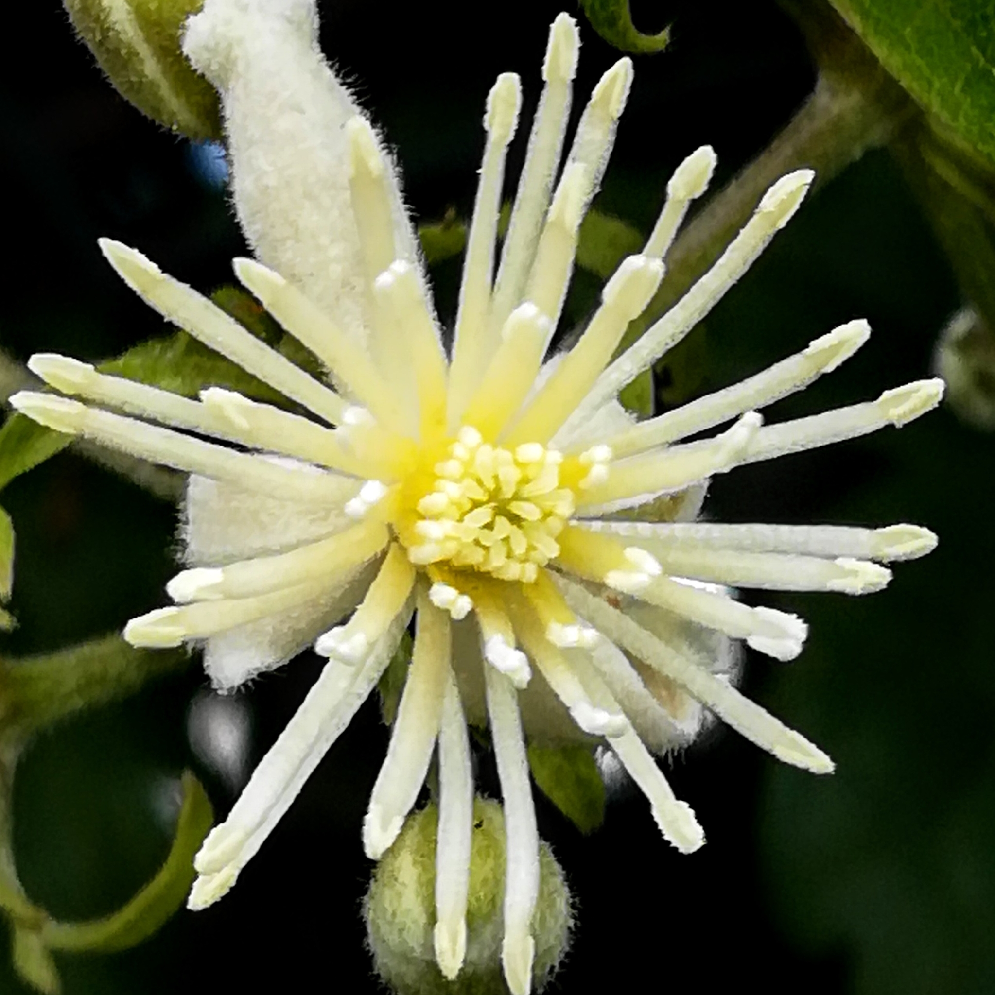 Clematis
