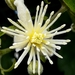 Clematis - Photo (c) Gianni Del Bufalo,  זכויות יוצרים חלקיות (CC BY)