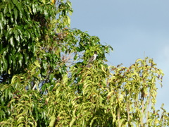 Tyrannus caudifasciatus