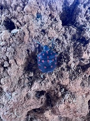 Pachycoris