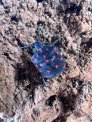 Pachycoris
