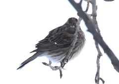 Emberiza