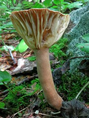 Plinthogalus