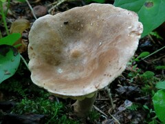 Plinthogalus