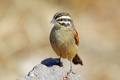 Emberiza capensis