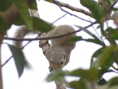 Heliosciurus gambianus