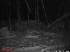 Odocoileus virginianus