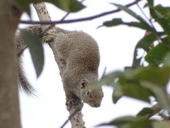 Heliosciurus gambianus