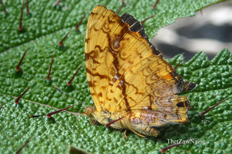 Common Jester Common Jester (Butterflies of Myanmar (Burma)) · iNaturalist