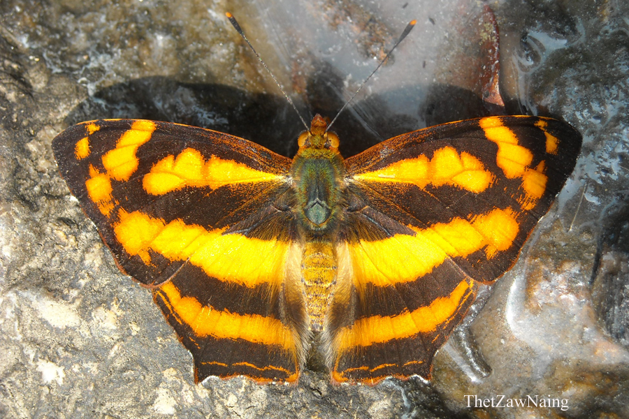 Common Jester Common Jester (Butterflies of Myanmar (Burma)) · iNaturalist