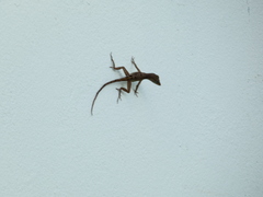 Anolis lineatopus