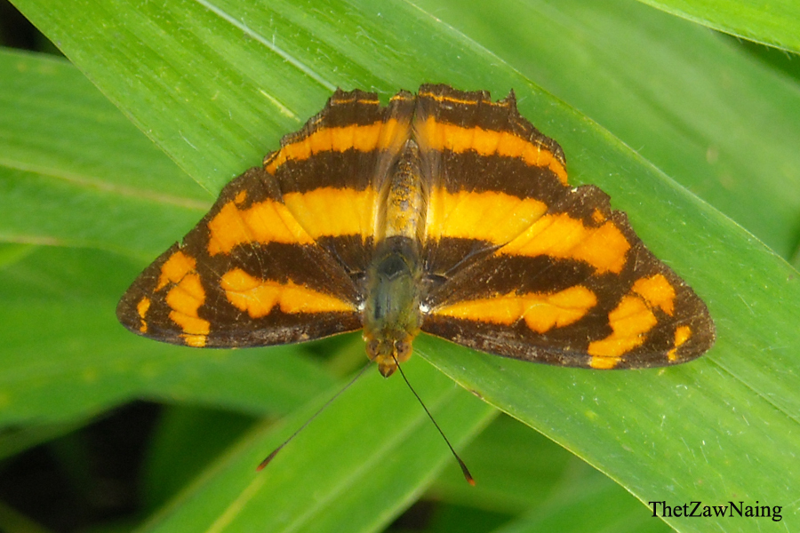 Common Jester Common Jester (Butterflies of Myanmar (Burma)) · iNaturalist