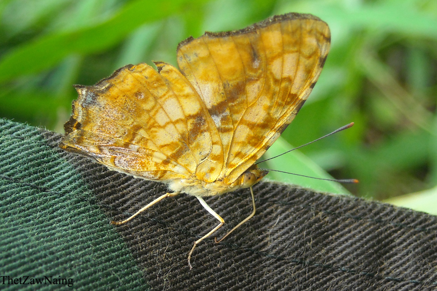 Common Jester Common Jester (Butterflies of Myanmar (Burma)) · iNaturalist