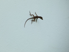 Anolis lineatopus