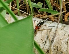 Tanyptera atrata