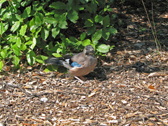 Garrulus glandarius iphigenia