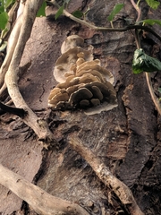 Auricularia mesenterica