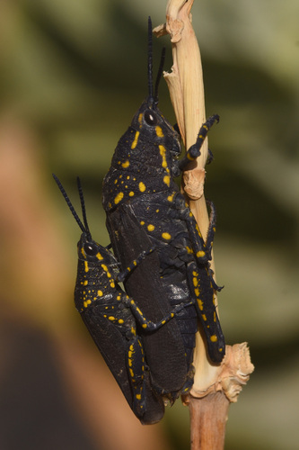 Poekilocerus bufonius