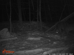 Odocoileus virginianus