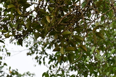 Macrosolen cochinchinensis