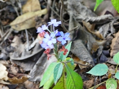 Eranthemum
