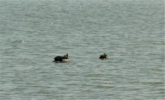 Sarkidiornis melanotos