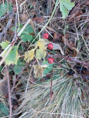 Ribes rubrum