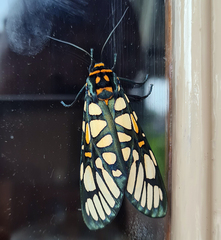 Aglaomorpha plagiata